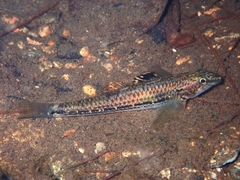 Protogobius photo 1