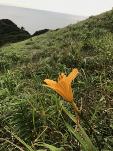 Hemerocallis fulva
