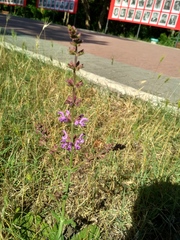 Salvia virgata