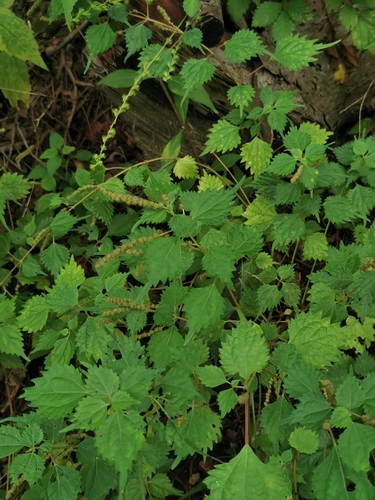 Spicate falsenettle (Boehmeria spicata)