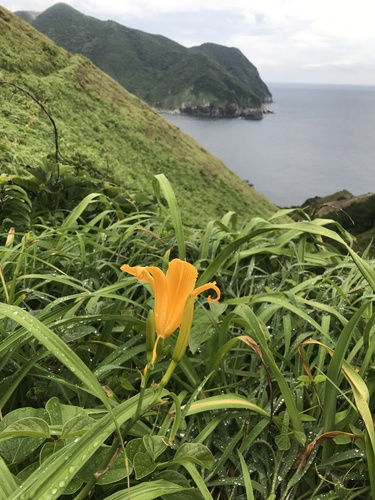 Hemerocallis fulva