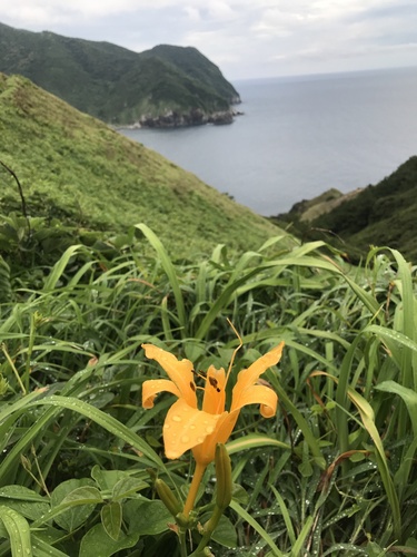 daylily (Hemerocallis l)