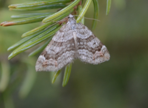 Manchester Treble-bar Moth photo 5