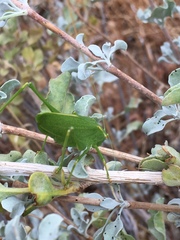 Platylyra californica