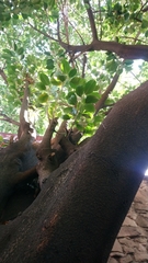 Ficus elastica