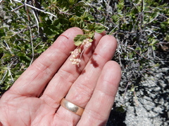 Holodiscus discolor microphyllus