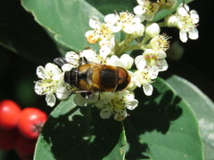 Palpada ruficeps