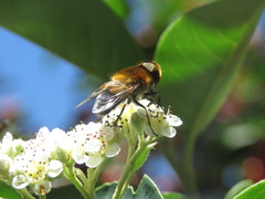 Palpada ruficeps