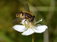 Helophilus neoaffinis