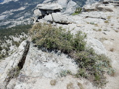 Holodiscus discolor microphyllus