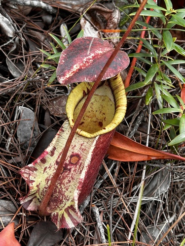 Image of Nepenthes rafflesiana by no rights reserved
