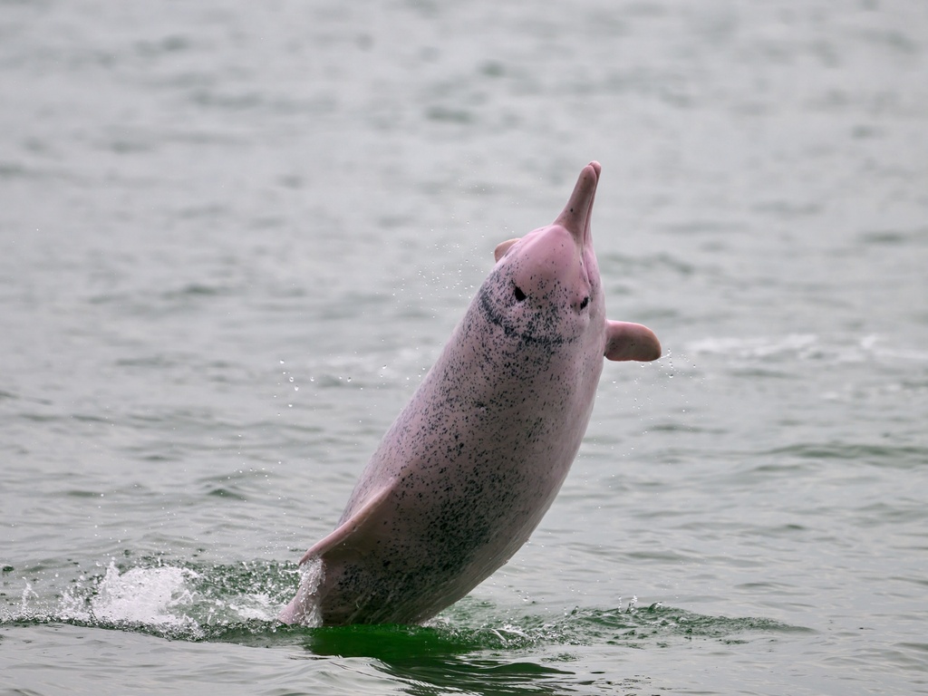 Photo of Indo-Pacific Humpback Dolphin (Sousa chinensis)