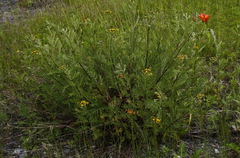 Tanacetum vulgare boreale
