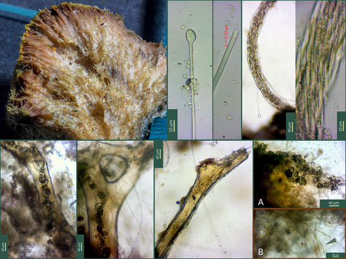 Photo of Fig sponge (Ircinia variabilis)