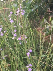 Verbena simplex