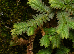 Selaginella repanda