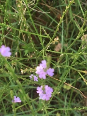 Verbena simplex