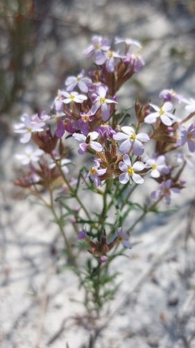 Sandveld Capeflox (Polycarena lilacina)