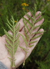 Tanacetum vulgare boreale
