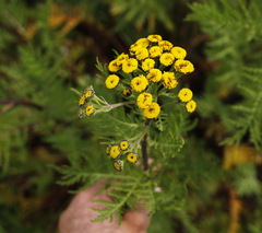 Tanacetum vulgare boreale