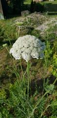 Daucus carota