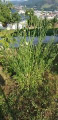 Daucus carota