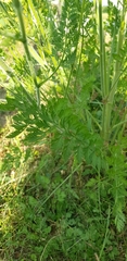 Daucus carota