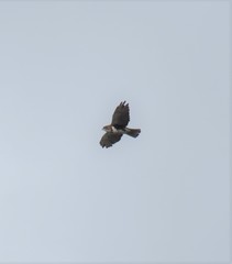 Buteo albigula