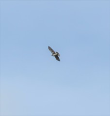 Buteo albigula