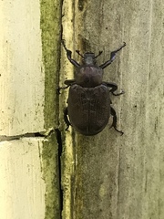 Osmoderma scabra