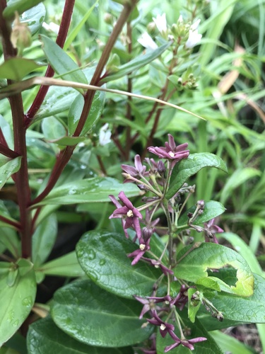 Vincetoxicum japonicum iNat (3)