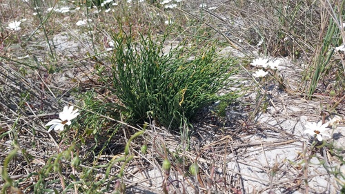 Gethyllis ciliaris