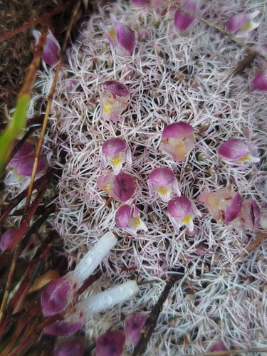 Lepidagathis chevalieri