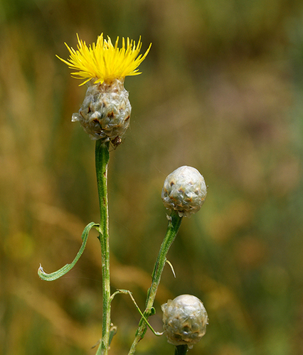 Centaurie met wedebladeren (Centaurea glastifolia)