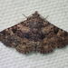 Common Fungus Moth - Photo (c) John P. Friel Ph.D., some rights reserved (CC BY), uploaded by John P. Friel Ph.D.