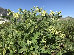 Astragalus frigidus