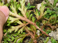 Selaginella repanda