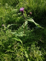 Cirsium helenioides