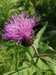 Cirsium helenioides