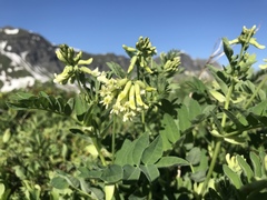 Astragalus frigidus