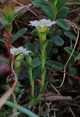 Gentiana scabrida horaimontana