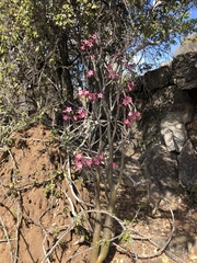 Adenium multiflorum