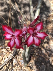 Adenium multiflorum