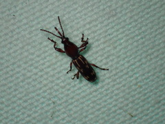 Arrhenodes minutus