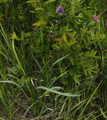 Allium strictum