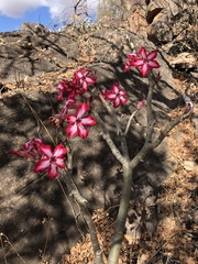 Adenium multiflorum