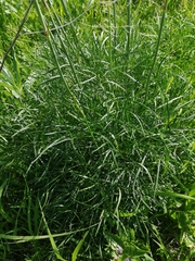 Peucedanum morisonii