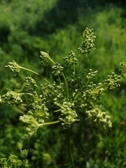 Peucedanum morisonii