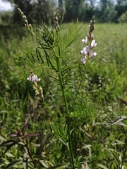 Astragalus sulcatus