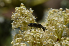 Pseudoxylosteus ornatus